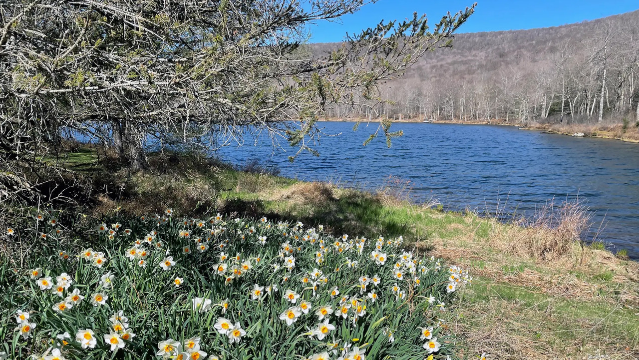 Spring flowers beside a lake in spring sunshine